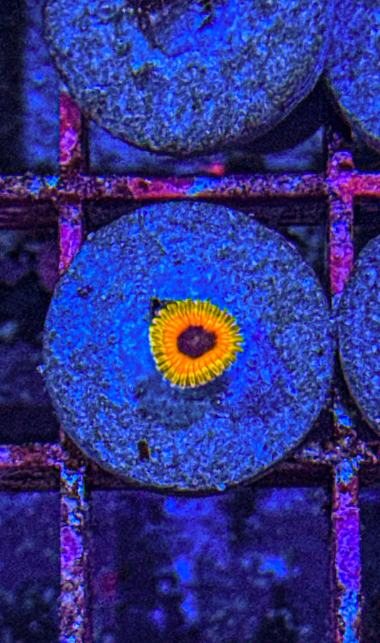 Great Owl Zoa (WYSIWYG)