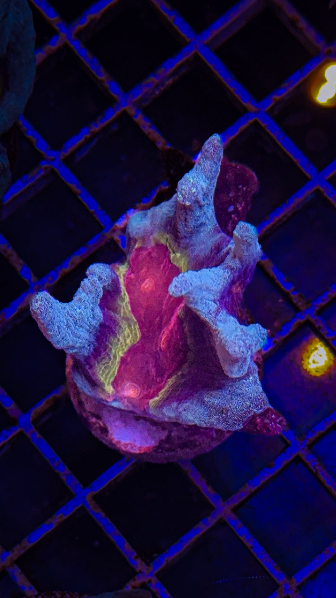 WCC Frost Tip Rainbow Pectinia (WYSIWYG)