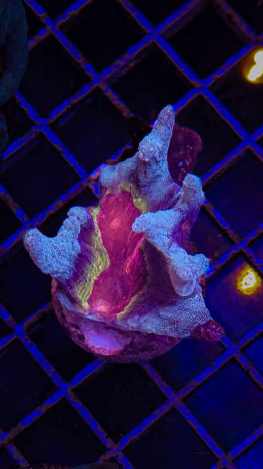 WCC Frost Tip Rainbow Pectinia (WYSIWYG)