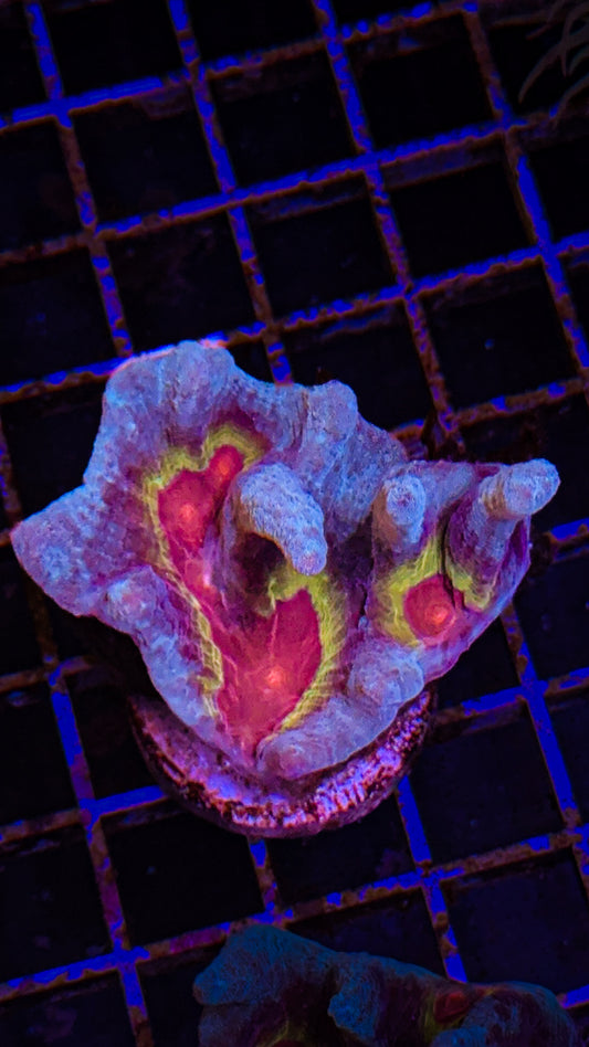 WCC Frost Tip Rainbow Pectinia (WYSIWYG)