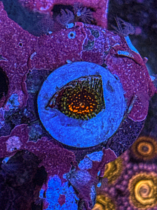 USM “Ultimate Space Monster” Zoa (WYSIWYG)