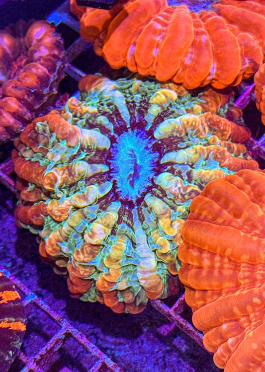 Indophyllia (WYSIWYG)