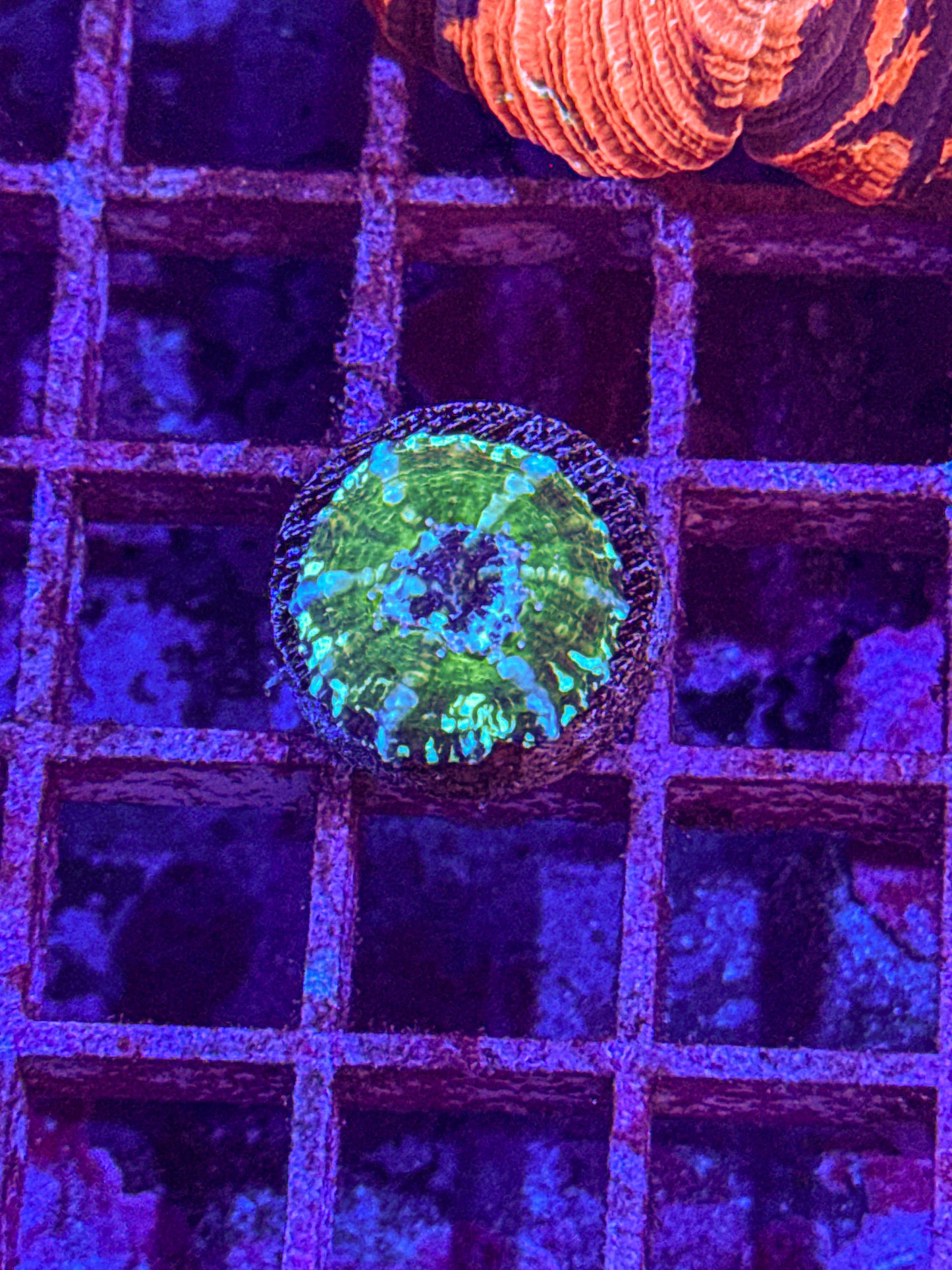 Captive Spawned Scoly (WYSIWYG)