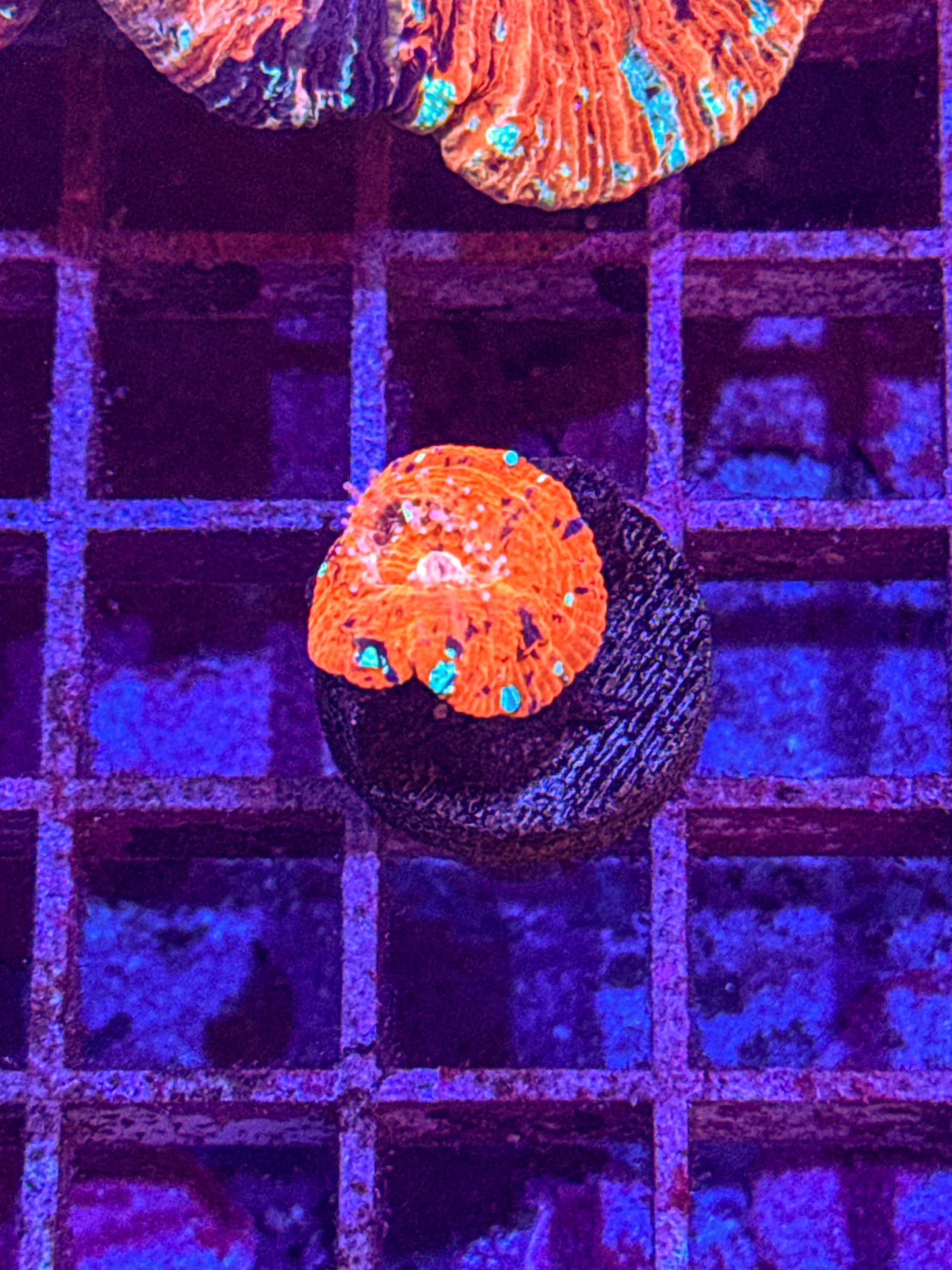 Captive Spawned Scoly (WYSIWYG)