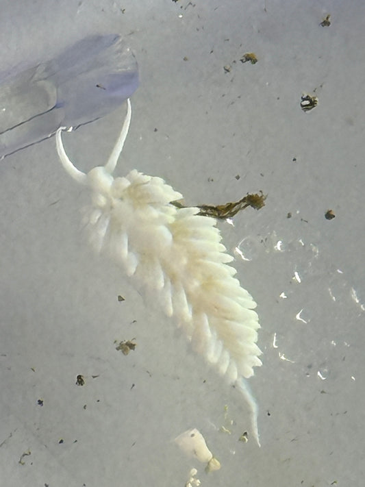 Berghia Nudibranch 1+”