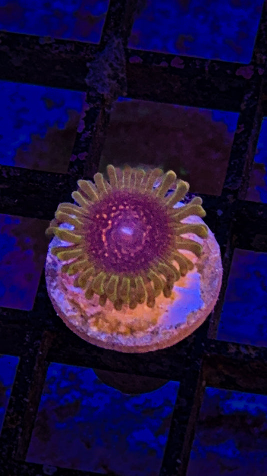 Predator Zoa (WYSIWYG)