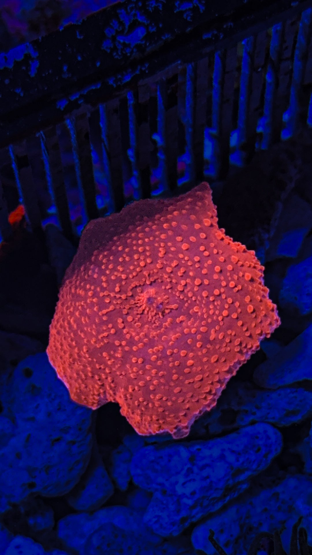Red Discosoma Mushroom (WYSIWYG)