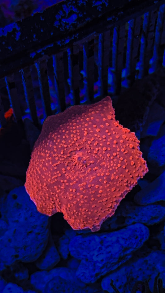 Red Discosoma Mushroom (WYSIWYG)