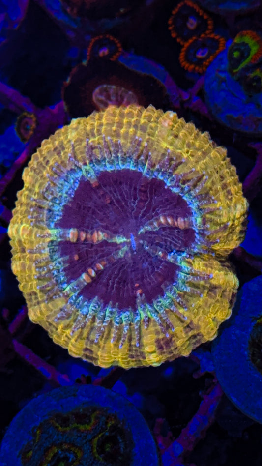 WCC Vortex Acan (WYSIWYG)
