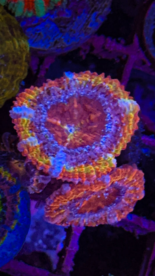 WCC Solar Flare Acan (WYSIWYG)