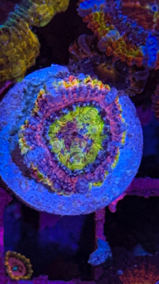 Crazy Rainbow Acan (WYSIWYG)