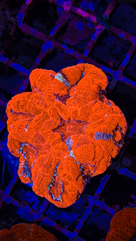 War Paint Bowerbanki Colony (WYSIWYG)