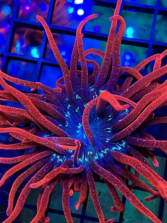 Black Widow Anemone