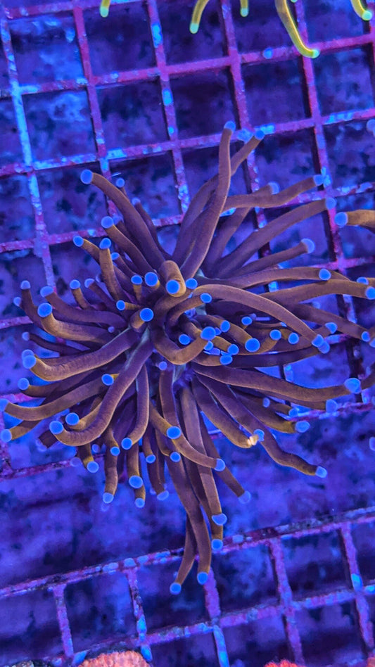 Blue Tip Gold Torch (WYSIWYG)