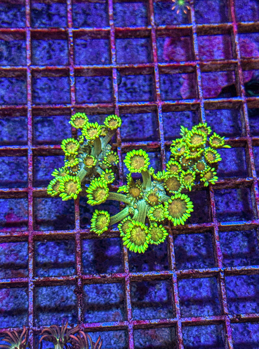 Lime Light Goni “small” (WYSIWYG)