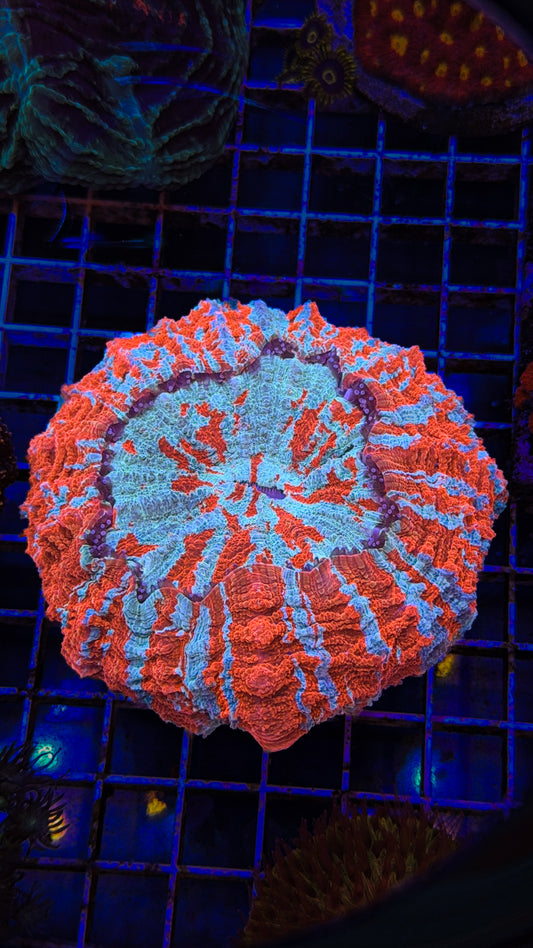 Superman Acanthophyllia (WYSIWYG)