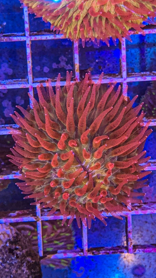 WCC Fugeo Fungia (WYSIWYG)