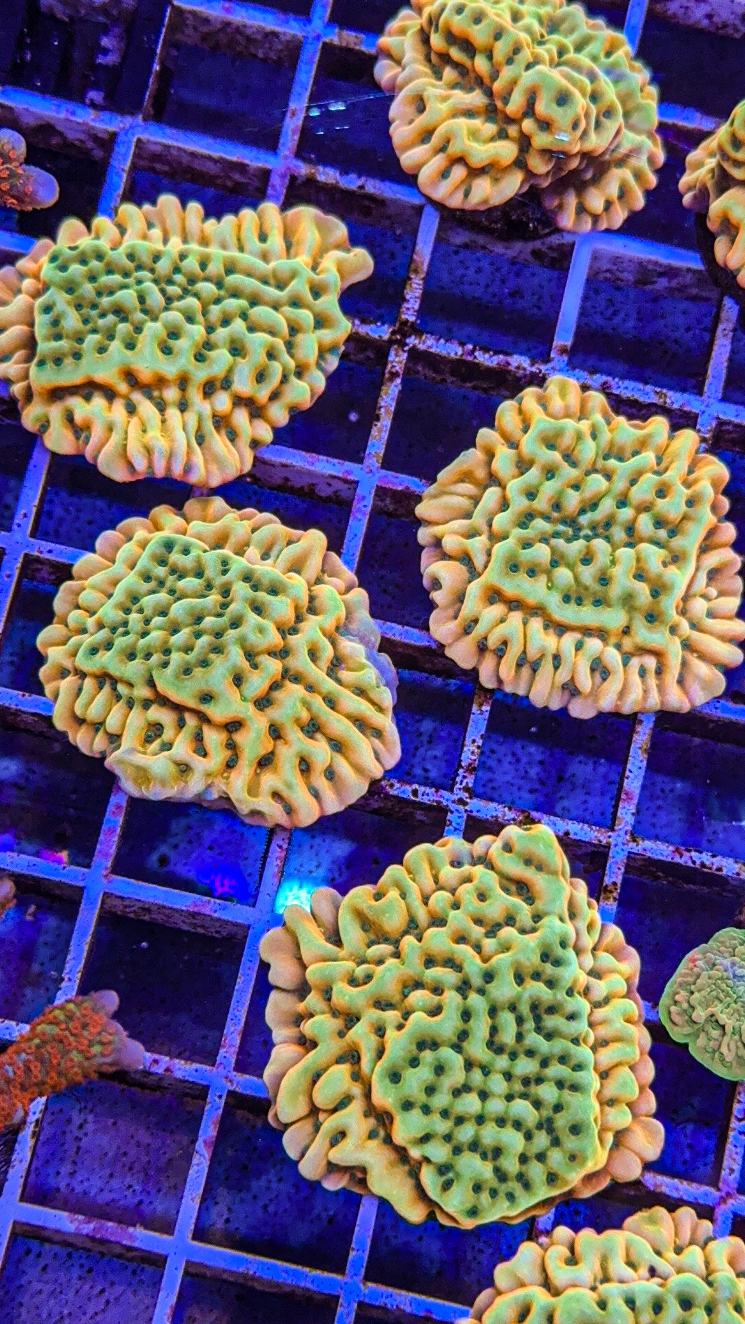 Beach Bum Montipora (WYSIWYG)