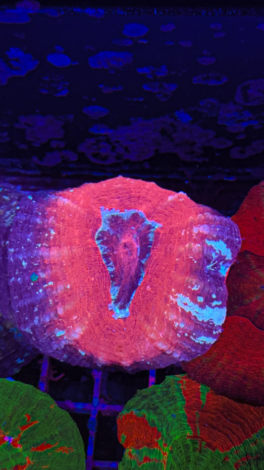 Red Rim Scoly #2 (WYSIWYG)