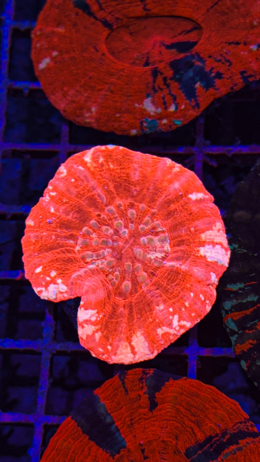 Unique Red Scoly (WYSIWYG)