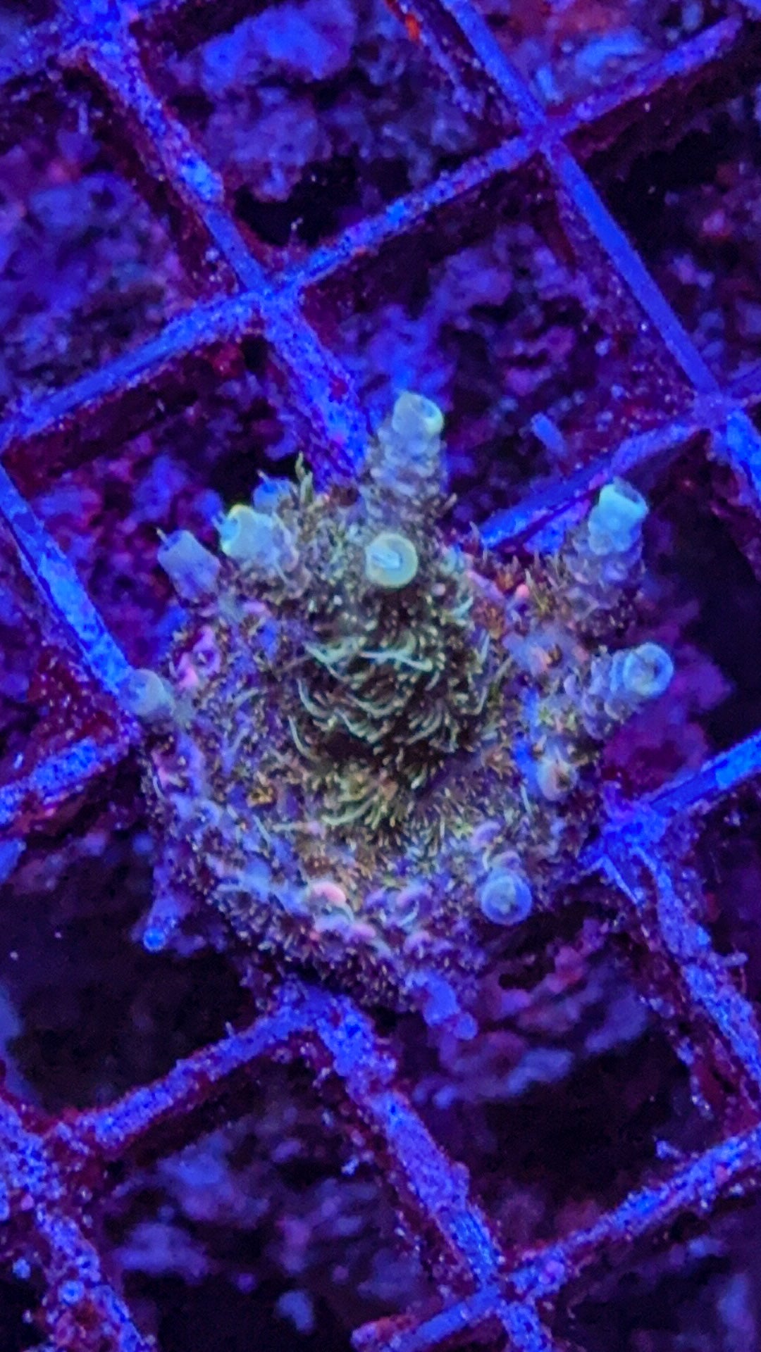 WCC Optimus Prime (WYSIWYG)