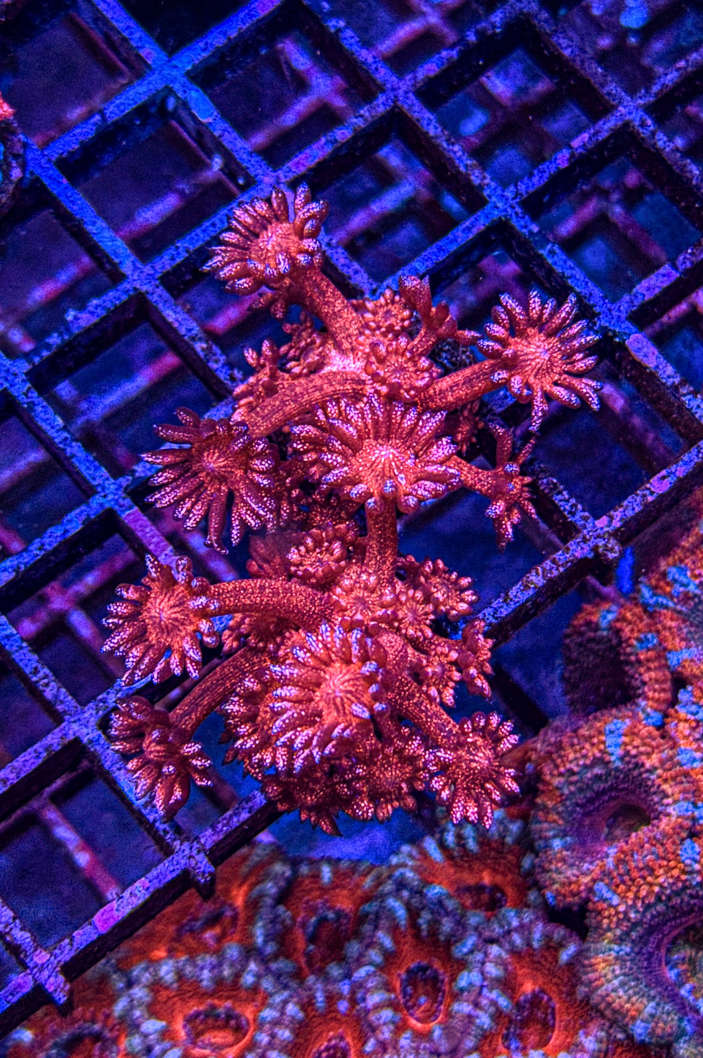 WCC Master Red Glitter Goni (WYSIWYG)