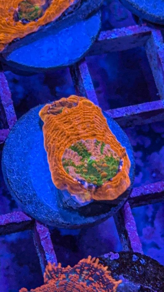 CKC Agent Orange Acan Echinata (WYSIWYG)