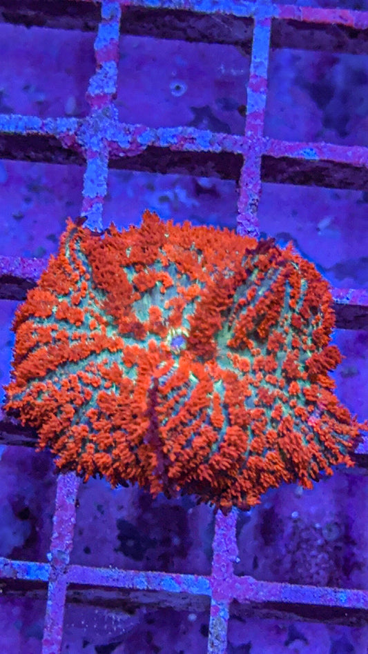 WCC Super Freak Rhodactis Mushroom (WYSIWYG)