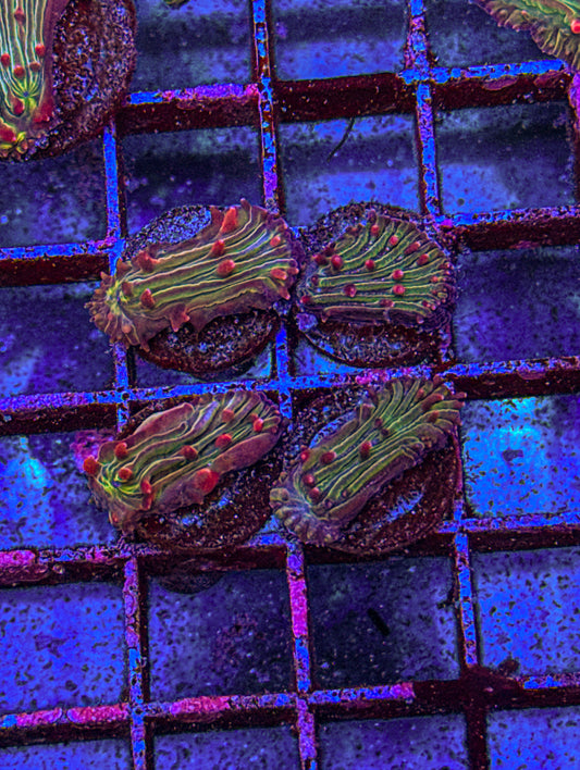 Watermelon Diaseris Fungia “Small” (WYSIWYG)