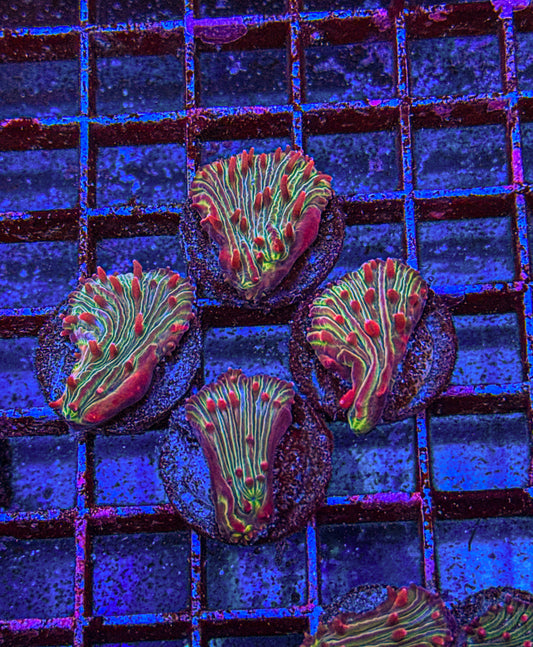 Watermelon Diaseris Fungia “Medium” (WYSIWYG)