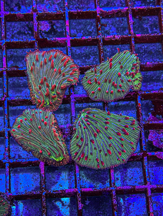 Watermelon Diaseris Fungia “Large” (WYSIWYG)