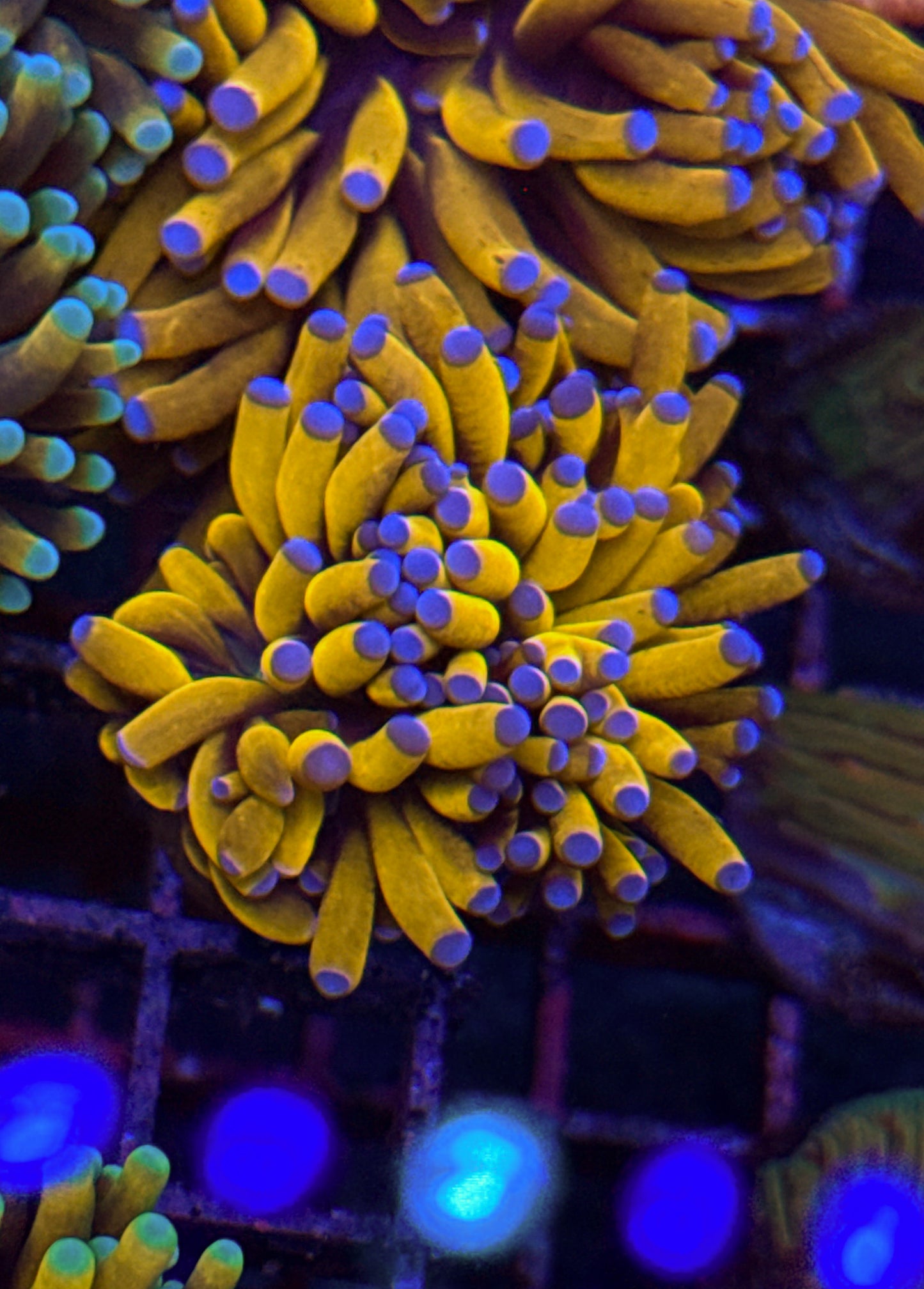 Blue Tip Banana Torch (WYSIWYG)
