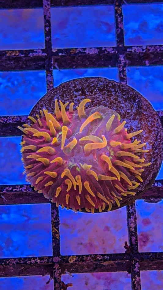 Rainbow Diaseris Fungia (WYSIWYG)