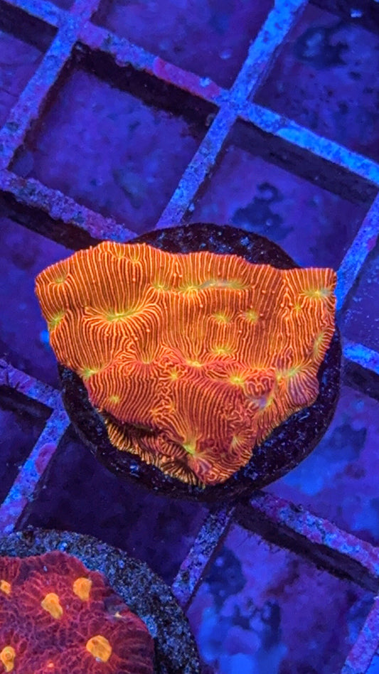 Jack O Lantern Leptoseris (WYSIWYG)