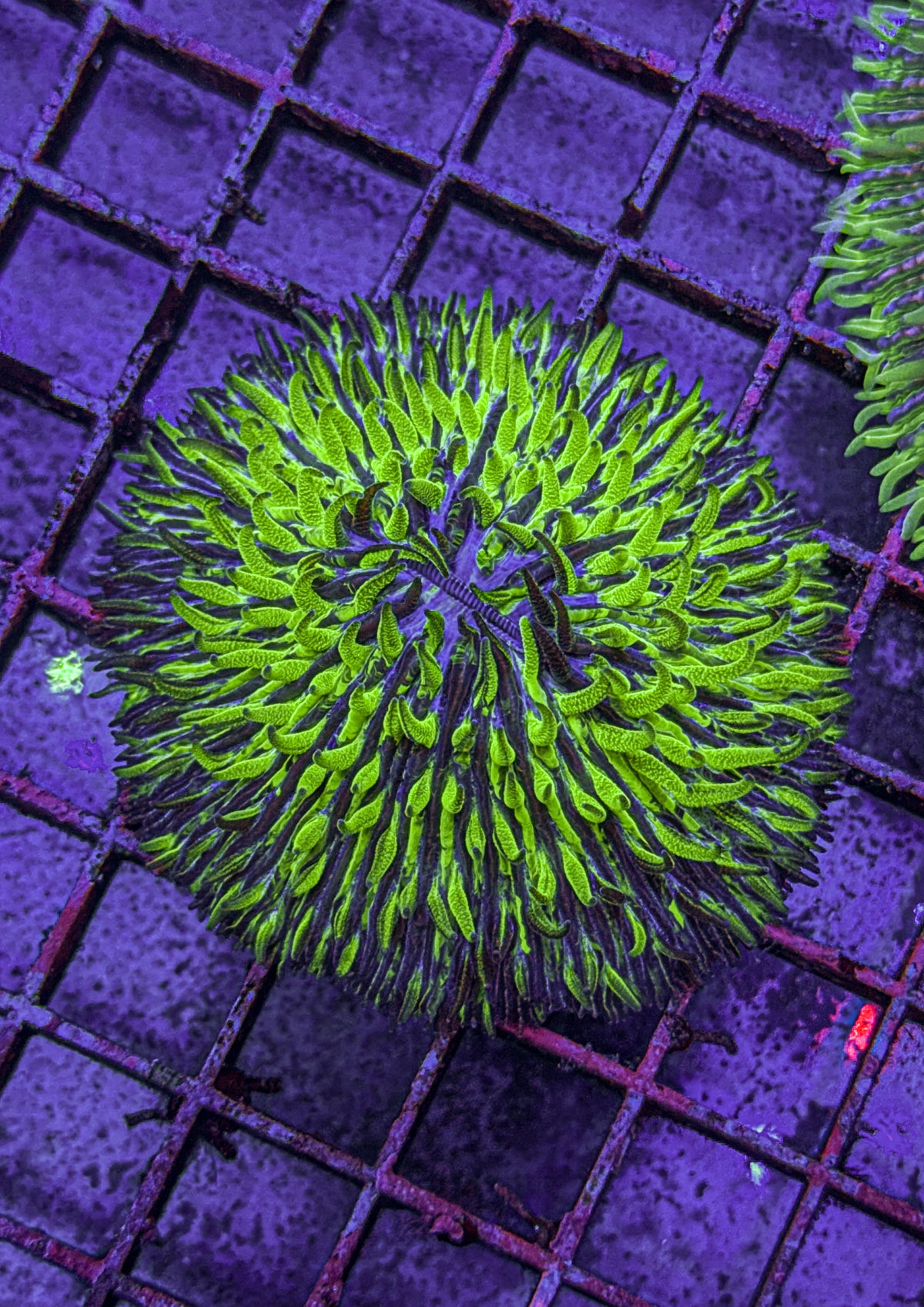 Grafted Fungia (WYSIWYG)