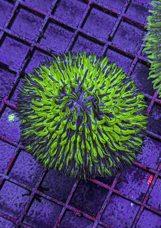Grafted Fungia (WYSIWYG)