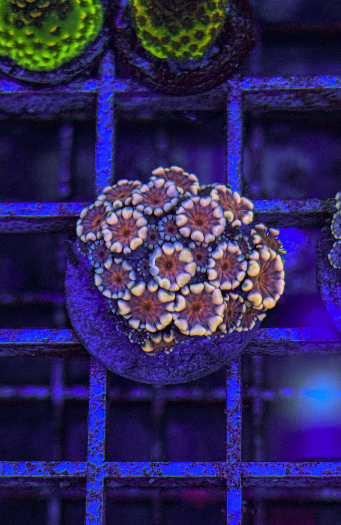 Indo Alveopora (WYSIWYG)