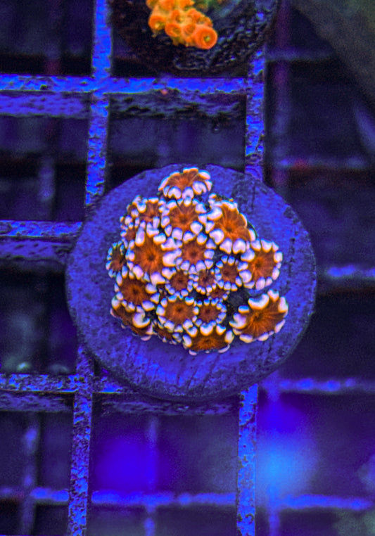 Indo Alveopora (WYSIWYG)