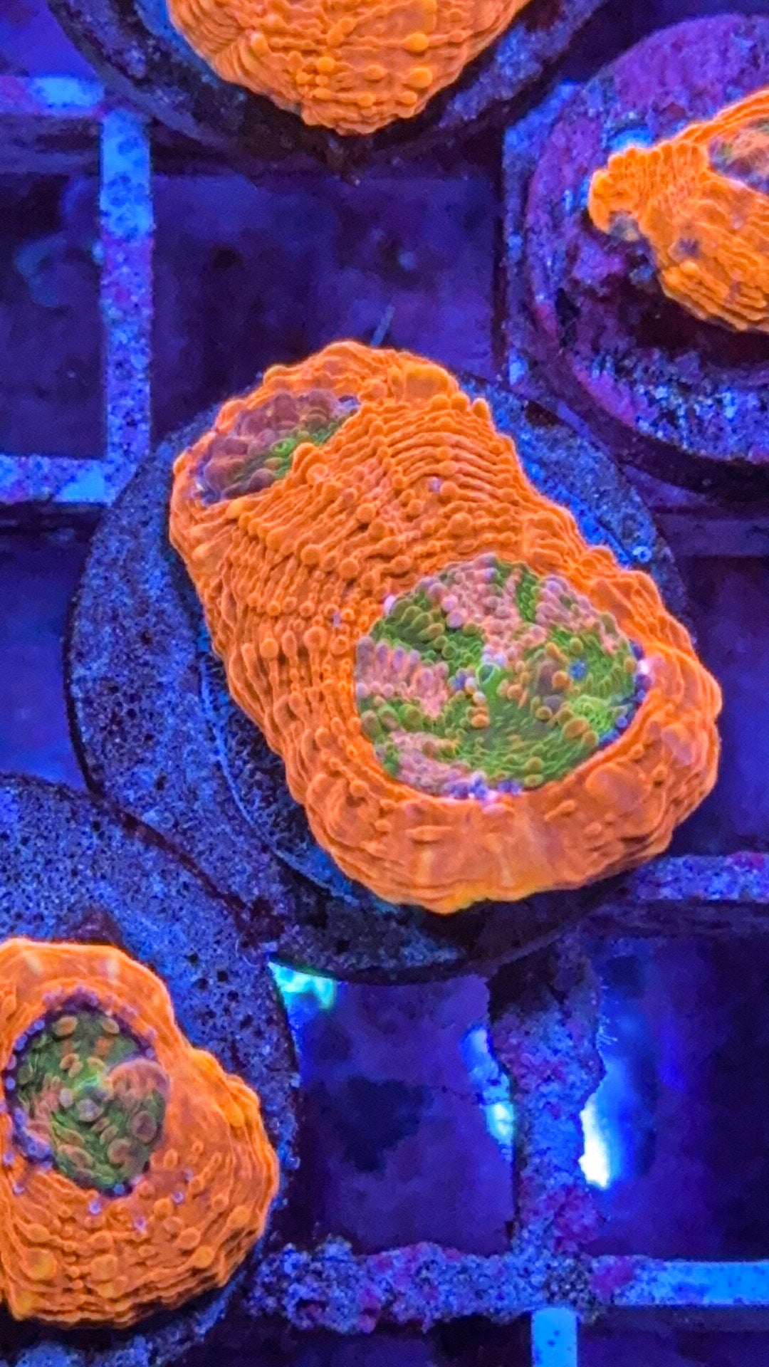 CKC Agent Orange Acan Echinata (WYSIWYG)