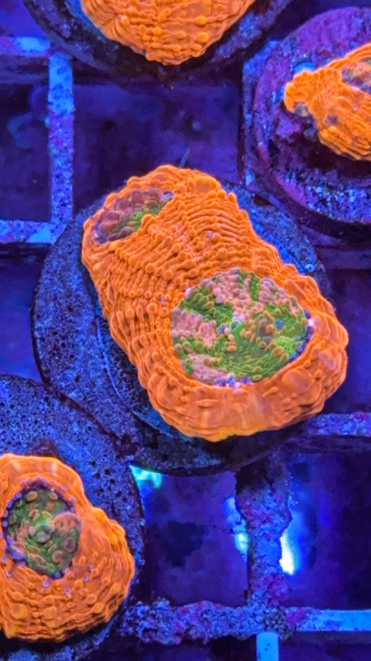 CKC Agent Orange Acan Echinata (WYSIWYG)