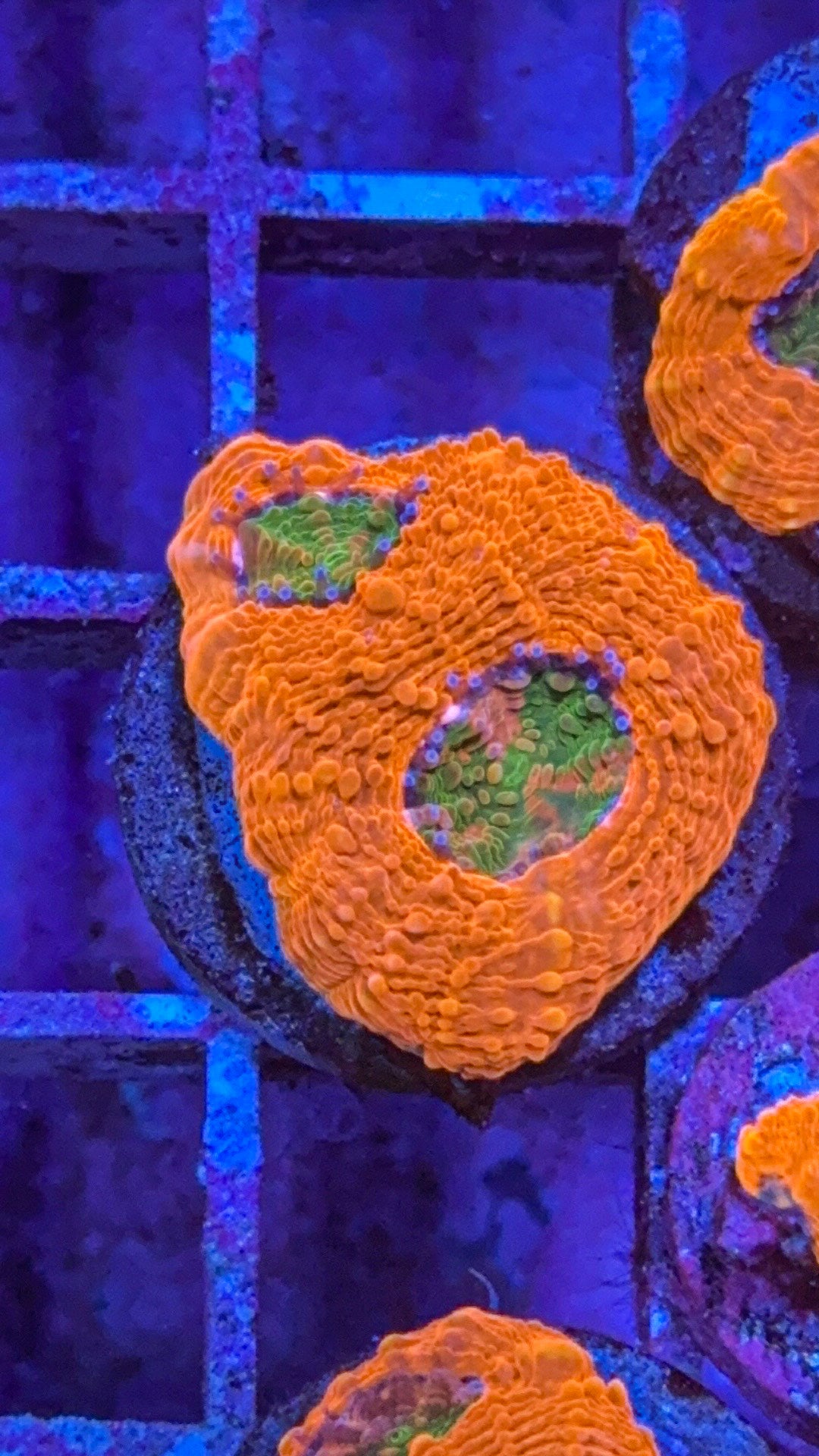 CKC Agent Orange Acan Echinata (WYSIWYG)