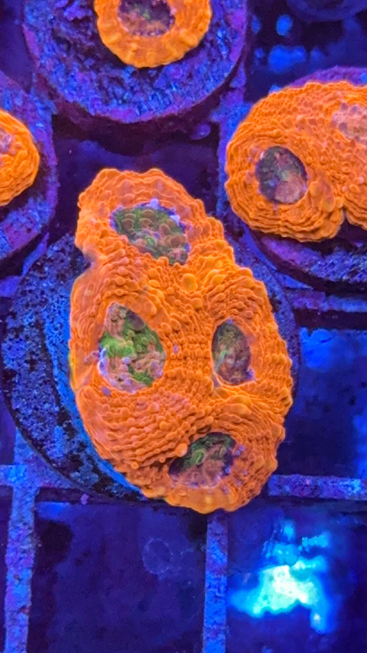CKC Agent Orange Acan Echinata (WYSIWYG)