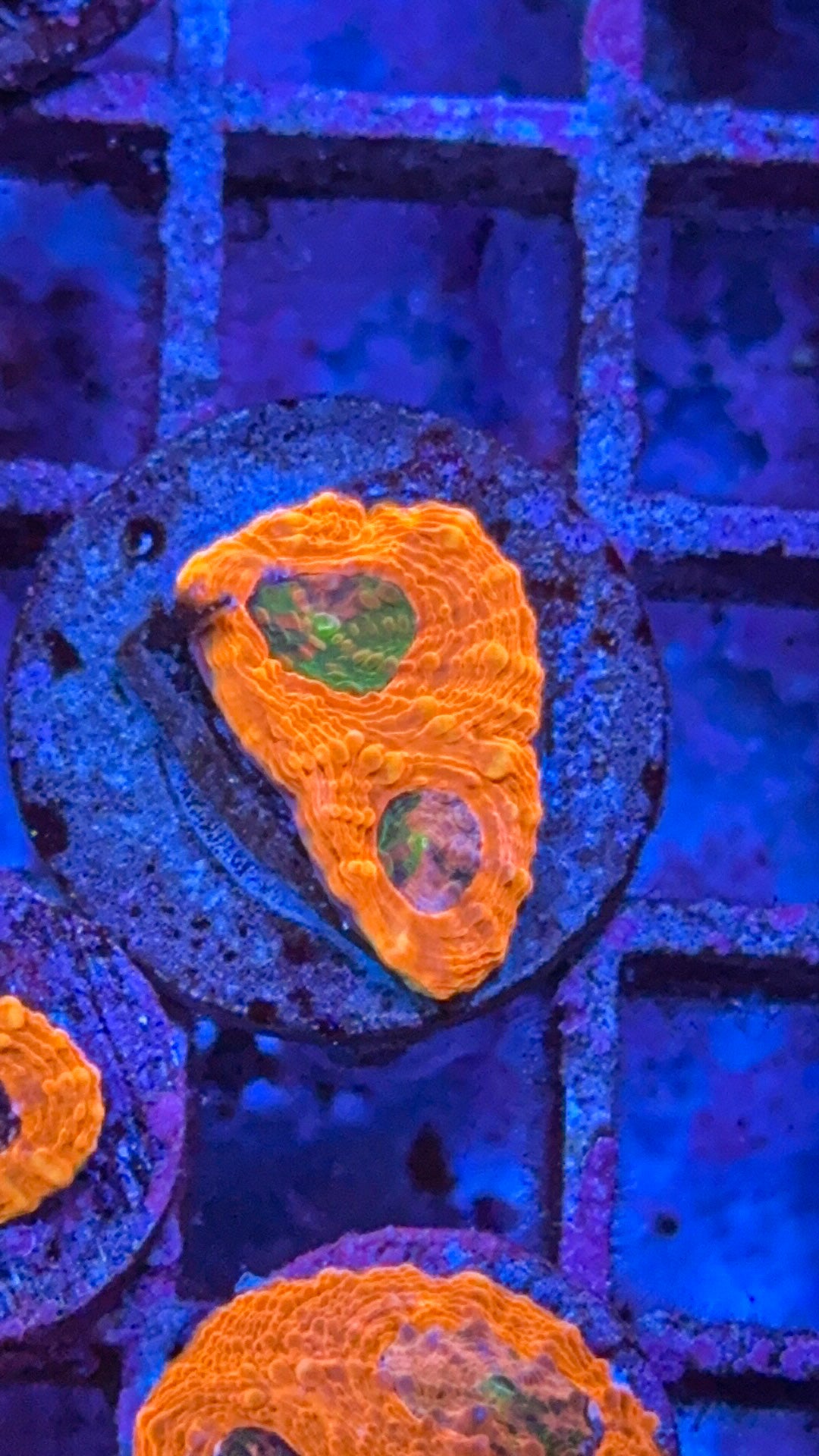 CKC Agent Orange Acan Echinata (WYSIWYG)