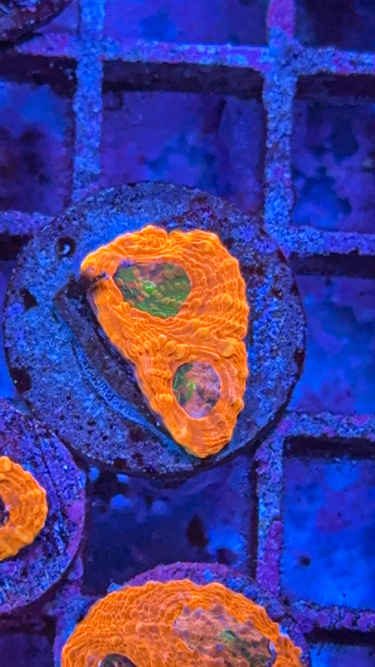 CKC Agent Orange Acan Echinata (WYSIWYG)
