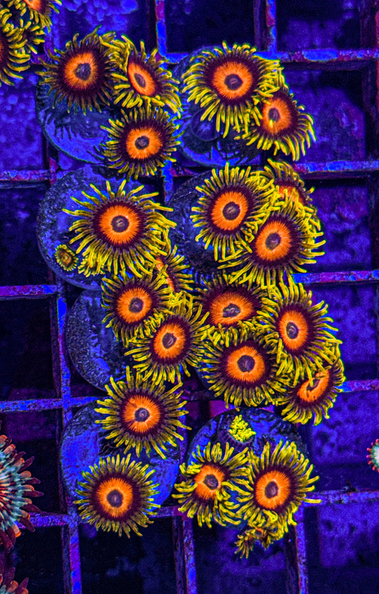 Super Saiyan Zoas (WYSIWYG)