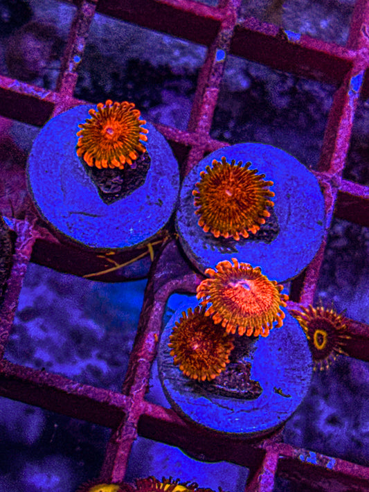Speckled Krak Zoas (WYSIWYG)