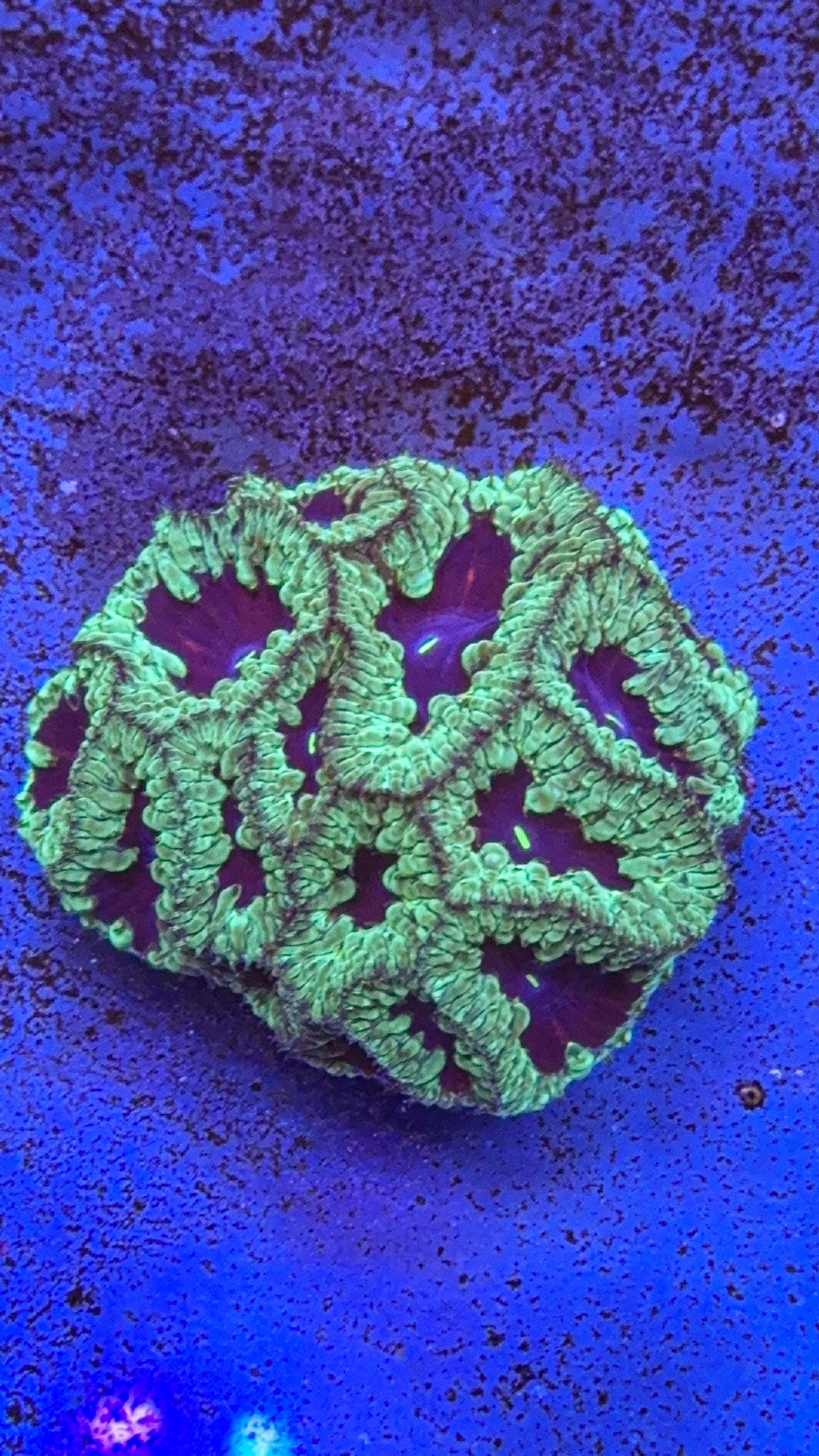 Blasto Colony (WYSIWYG)