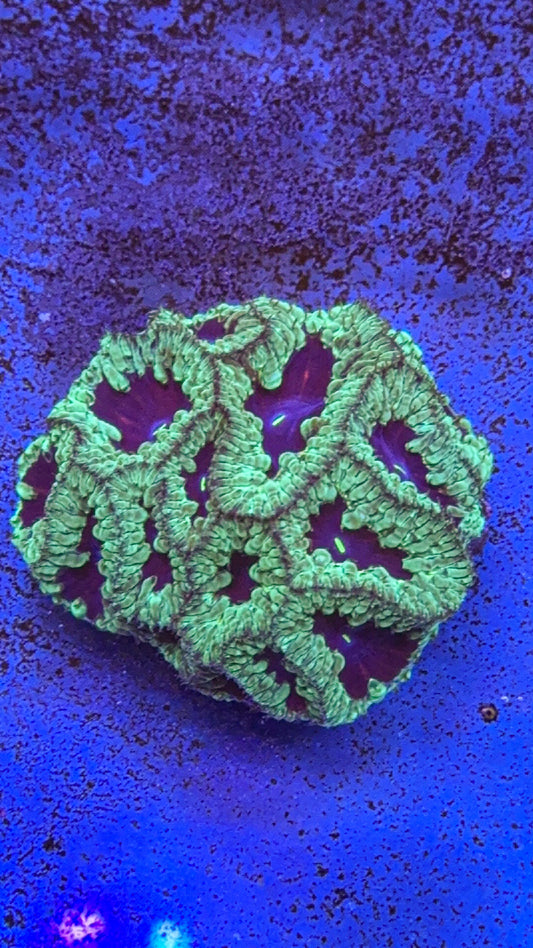 Blasto Colony (WYSIWYG)