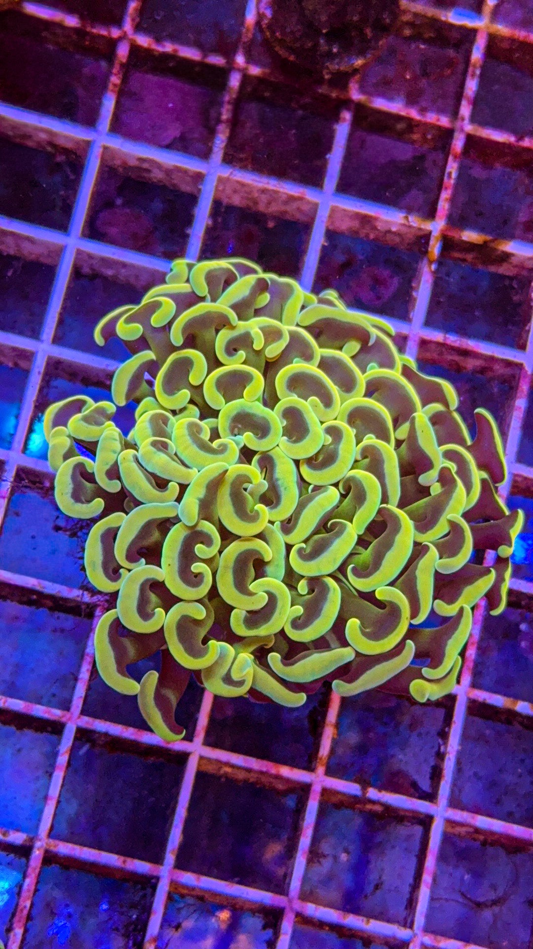 Bright Indo Hammer #2 (WYSIWYG)