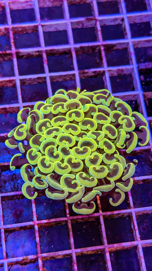 Bright Indo Hammer (WYSIWYG)